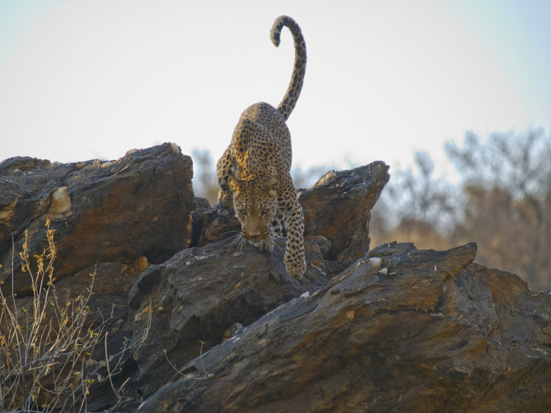 Amani Lodge, Leopard